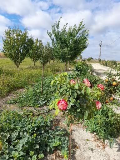 La Crotiniere Villa Marmagne  Eksteriør bilde